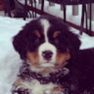 Meet your Posher, Brutus